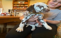 Dalmatian dogs for sale: Absolutely stunning liver puppy  - Image 38