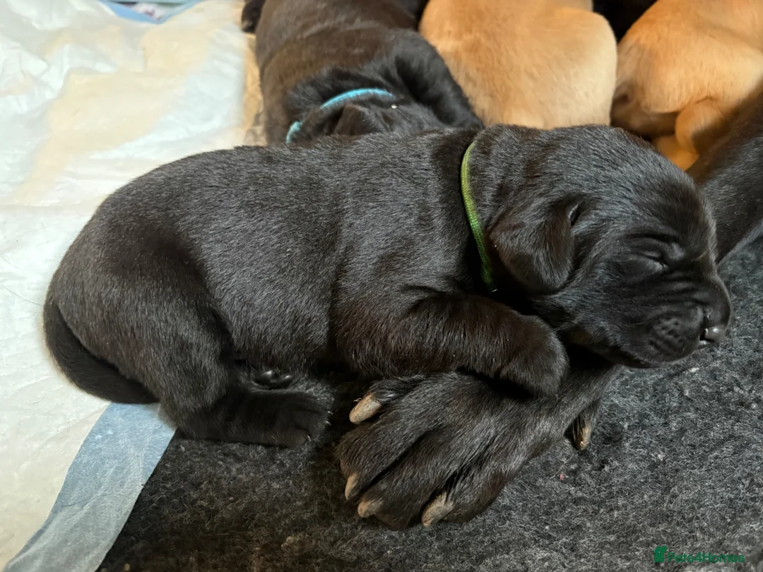 Labrador Retriever dogs for sale: Beautiful Black & fox Red KC reg Labrador puppies  - Advert 9