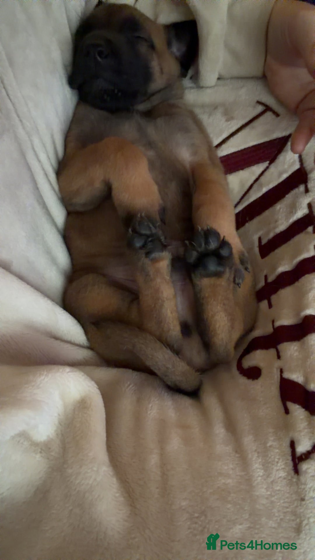 Mixed Breed dogs for sale: Belgian Malinois  - Advert 2