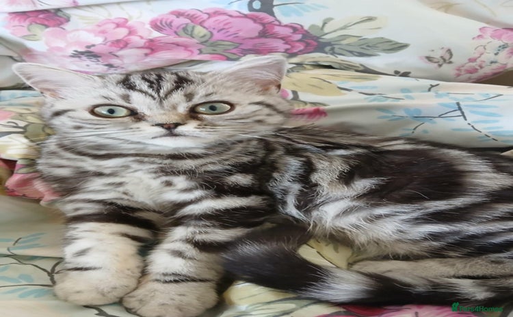 British Shorthair cats - Advert 4