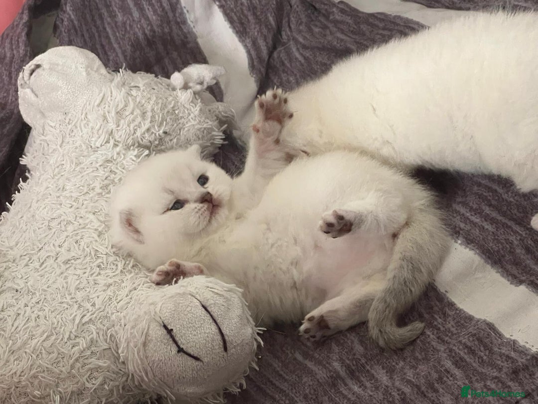 Scottish Fold cats for sale: Scottish straight boy and girl - Image 12