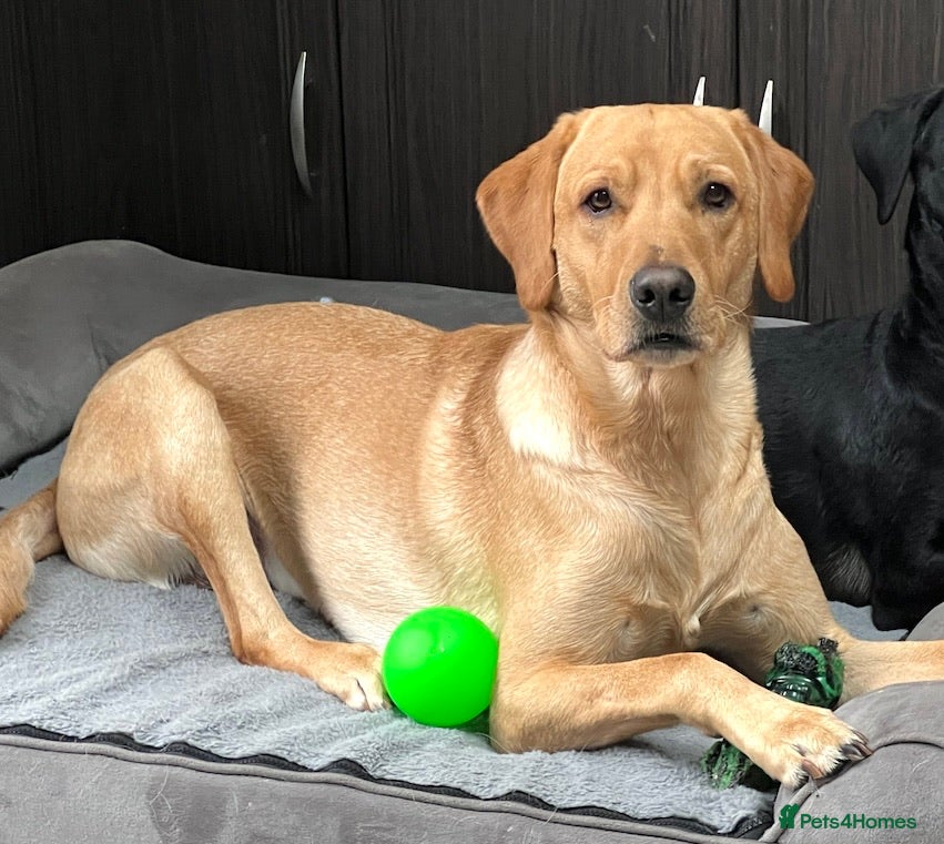 Labrador Retriever dogs PROVEN, KC REG,HEALTH TESTED LABRADOR FOR STUD - Advert 10