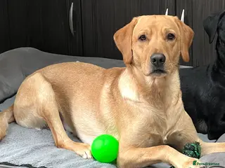 Labrador Retriever dogs PROVEN, KC REG,HEALTH TESTED LABRADOR FOR STUD - Advert 10