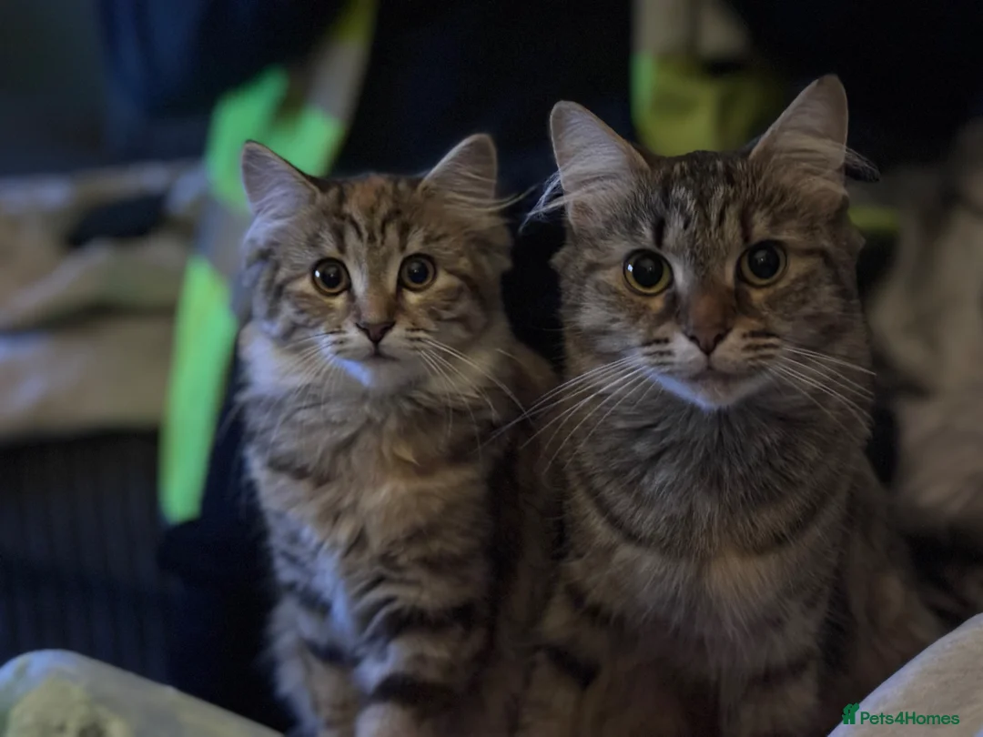 Mixed Breed cats for sale: 2 female cats mummy and daughter  - Advert 6