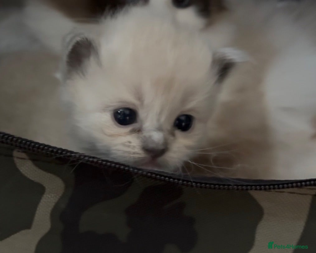 Ragdoll cats Registered Mink Ragdolls (cherubims) - Advert 12