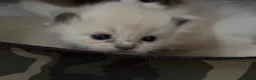 Ragdoll cats for sale: Registered Mink Ragdolls (cherubims) - Advert 4