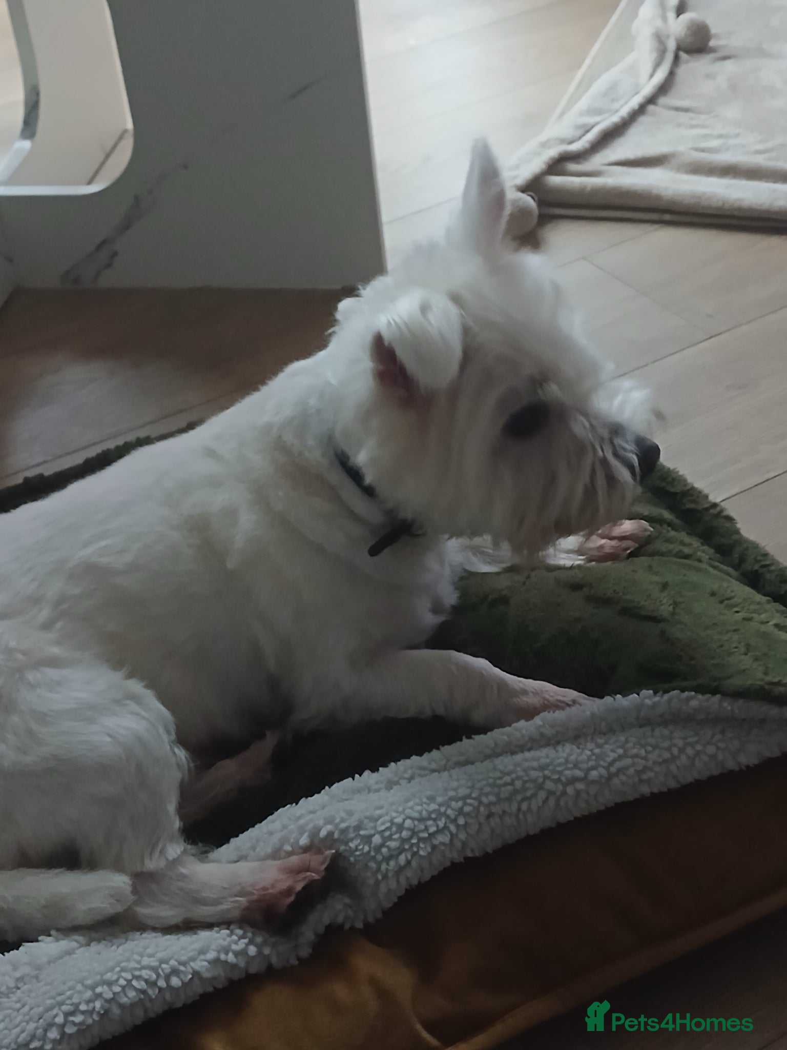 Westiepoo dogs Westipoo - Advert 5