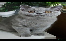 British Shorthair cats for sale: OUTSTANDING🏆PEDIGREE🎖CH SIRED in Dudley - Image 7