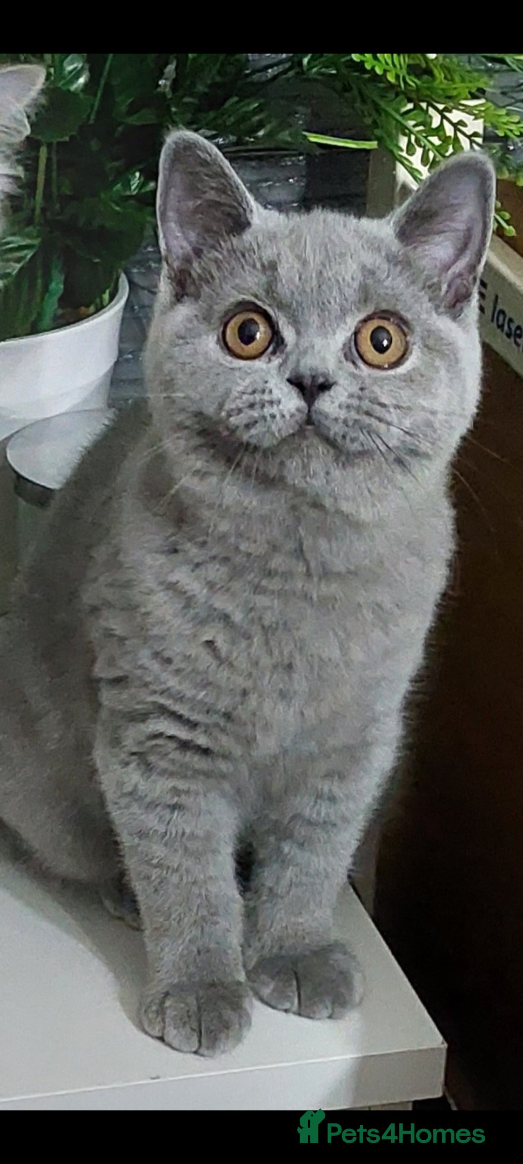 British Shorthair cats for sale: OUTSTANDING🏆PEDIGREE🎖CH SIRED in Dudley - Image 7