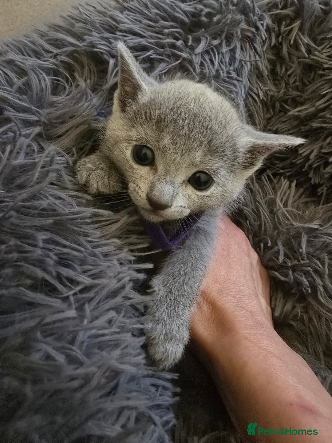 Russian Blue cats for sale: Pedigree Blue Russian kittens Gccf  - Image 6
