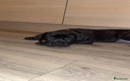 Cane Corso dogs for sale: Cane Corso pups - Image 11