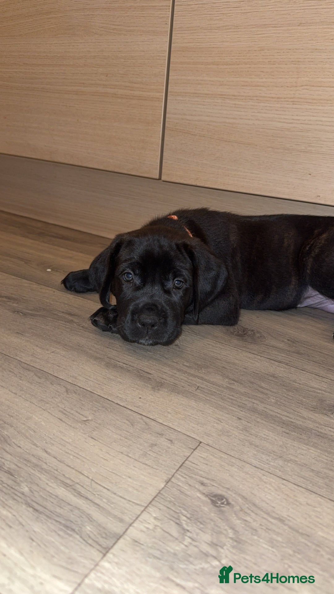 Cane Corso dogs for sale: Cane Corso pups - Image 11