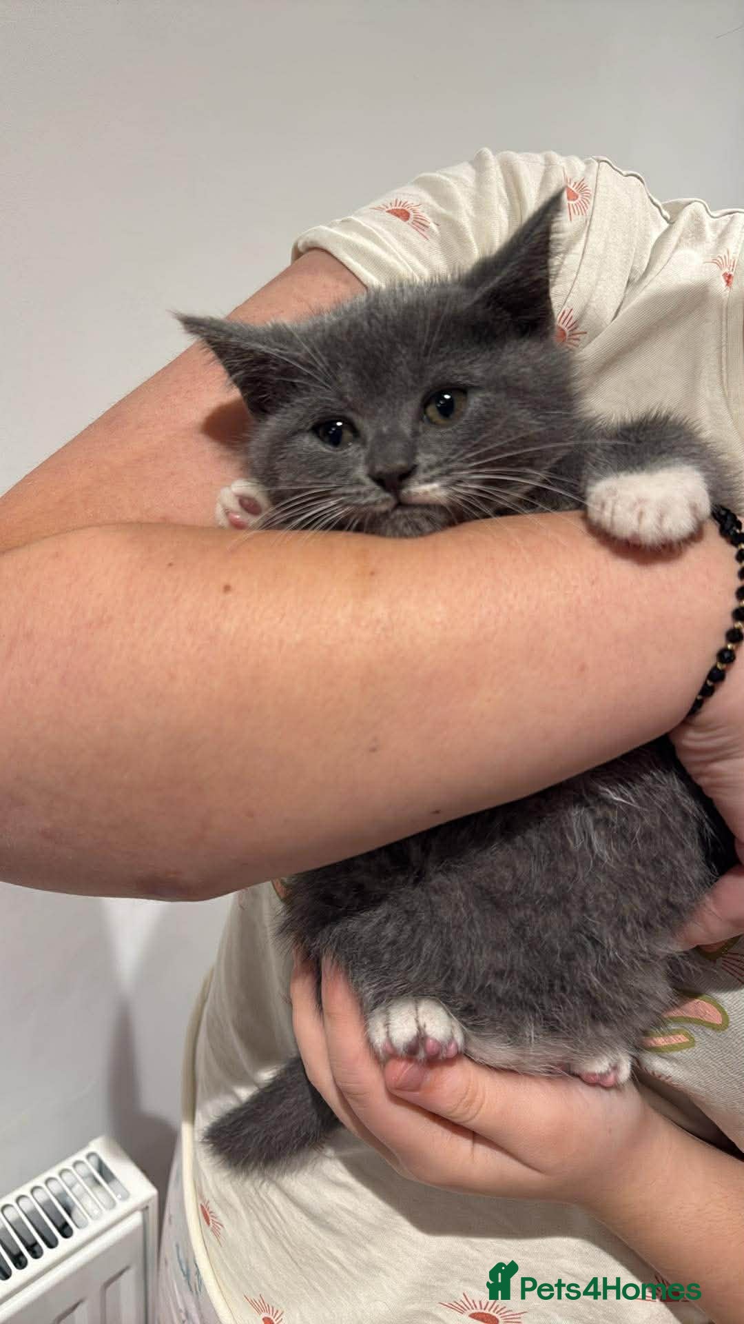 British Shorthair cats Kitten -Girl  - Advert 1