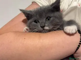 British Shorthair cats Kitten -Girl - Advert 1