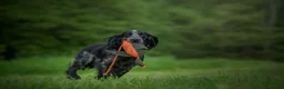 Cocker Spaniel dogs for sale: One Gorgeous KC Reg Working Cocker Spaniel Puppy! - Advert 4