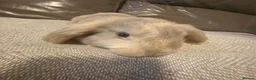 Mixed Breed rabbits for sale: Beautiful amazing rabbits  - Advert 4