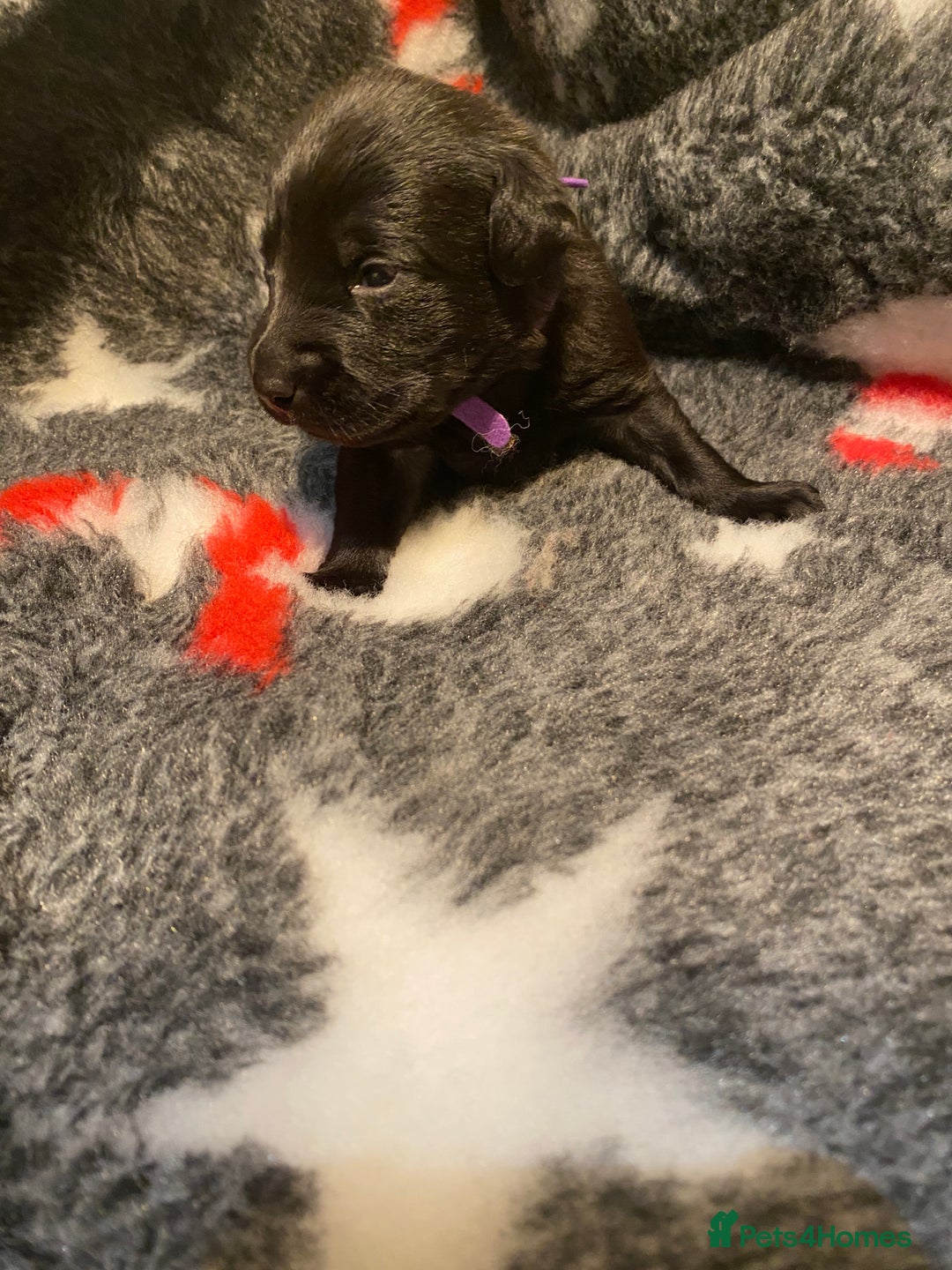 Labrador Retriever dogs for sale: Black and yellow Labrador puppies  - Advert 10