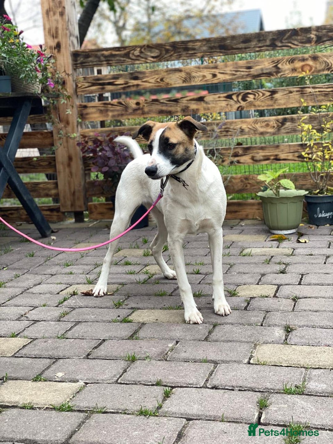 Mixed Breed dogs for adoption: 💖🐶 ZAYKA 🐶💖 - Advert 16
