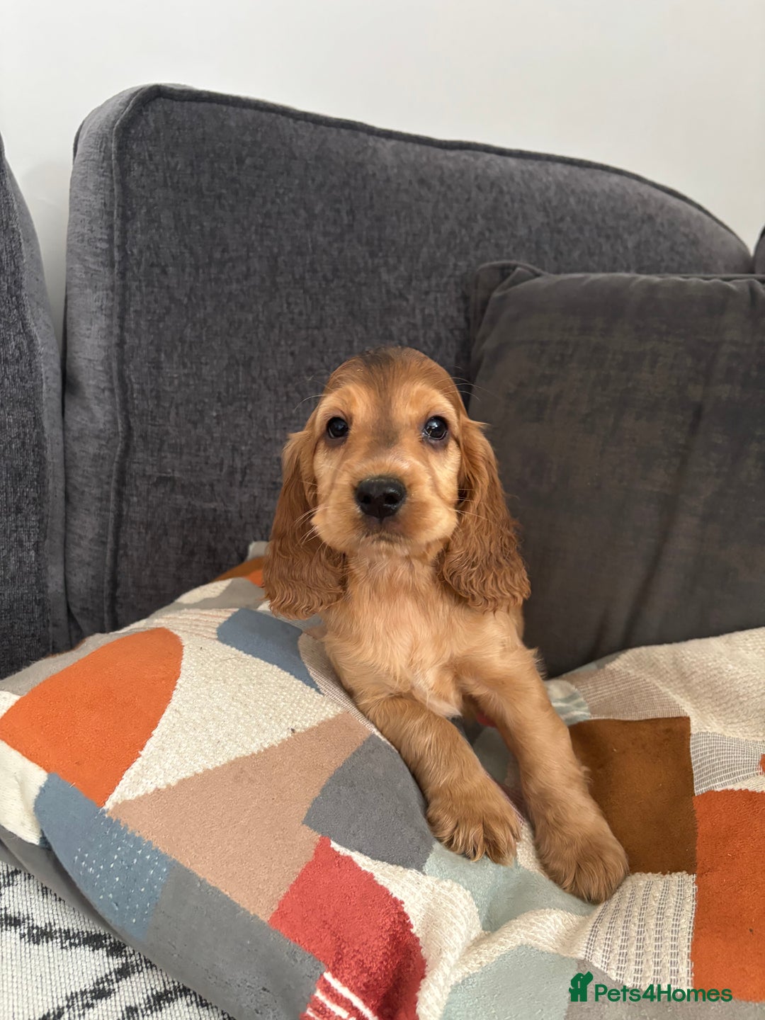 Cocker Spaniel dogs for sale: Beautiful show type cocker spaniel puppies - Image 16