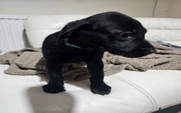 Labrador Retriever dogs for sale: 2boys / 4 girls  READY TODAY FOR FOREVER HOMES - Image 29