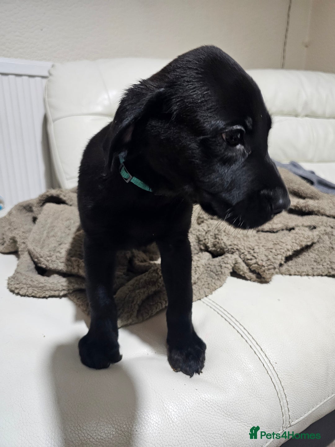 Labrador Retriever dogs for sale: 2boys / 4 girls  READY TODAY FOR FOREVER HOMES - Image 29