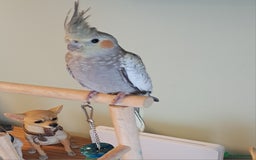 Cockatiels birds for sale: Hand reared baby cocktails very tame and ready  - Image 2