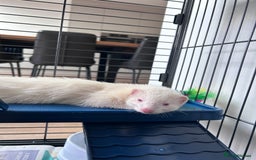Ferret rodents for sale: Albino ferret kits  - Image 11