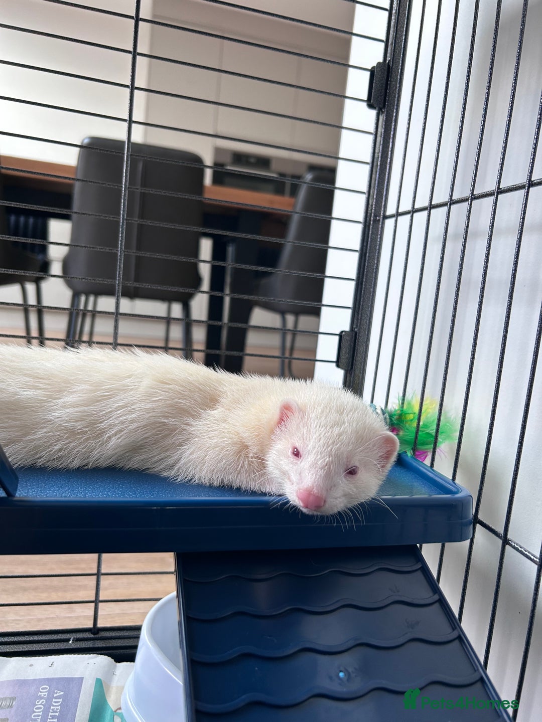 Ferret rodents for sale: Albino ferret kits  - Image 11