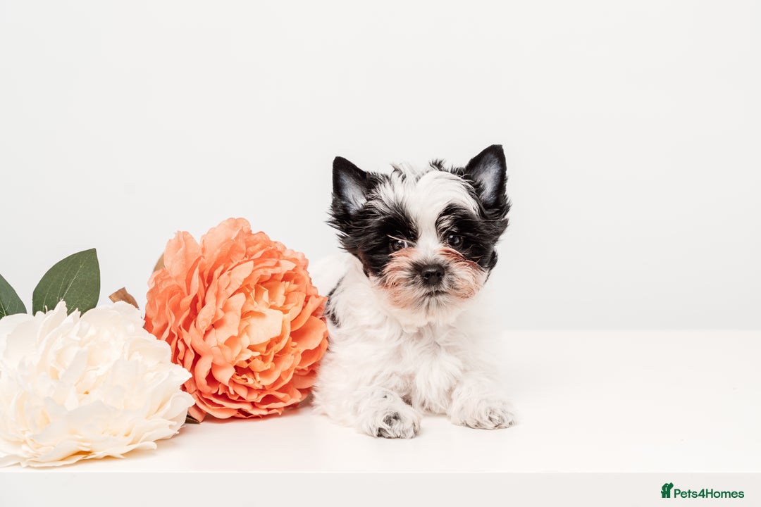 Yorkshire Terrier dogs for sale: DNA tested parents! Pure Breed Puppy BOY! - Advert 7