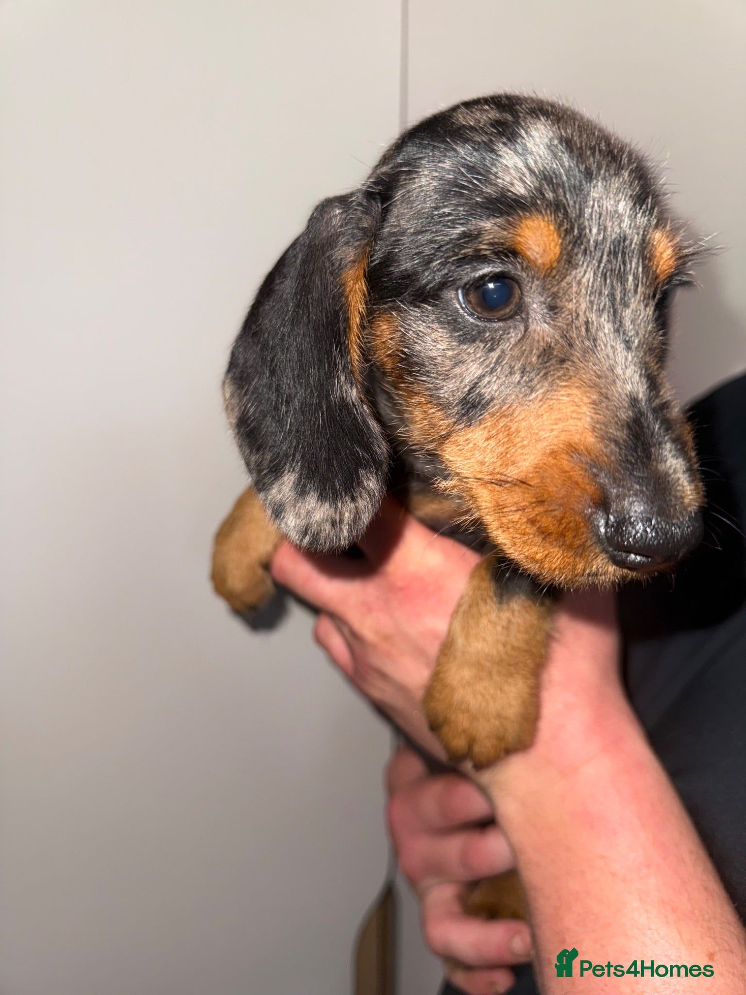 Dachshund dogs Dachshund Puppies - ONE BOY - Advert 2