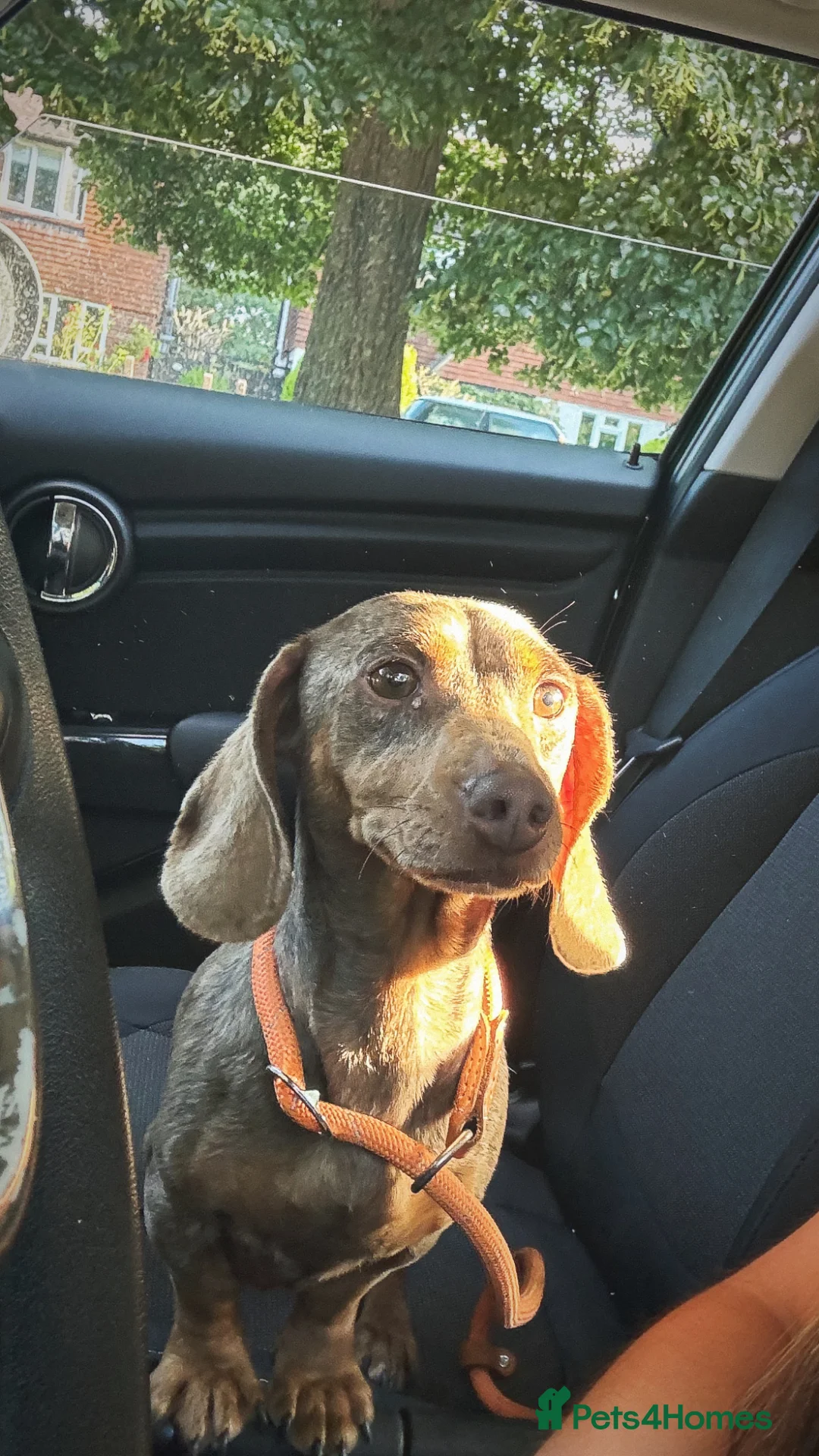 Jackshund dogs for sale: Dachshund x Jack Russell puppies  - Advert 1