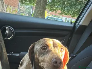 Jackshund dogs Dachshund x Jack Russell puppies - Advert 3