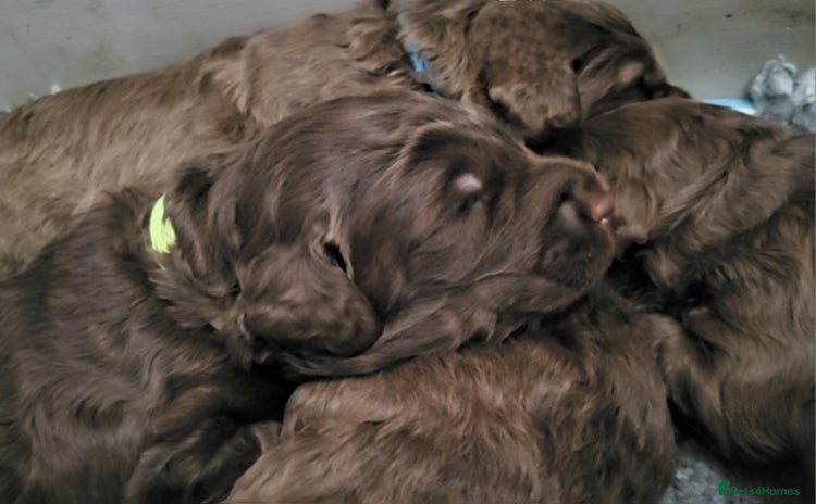 Australian Labradoodle dogs - Advert 1