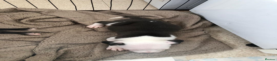 Staffordshire Bull Terrier Puppy 1