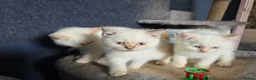 British Shorthair cats for sale: Beautiful British Shorthair girls available   in Basildon - Advert 3