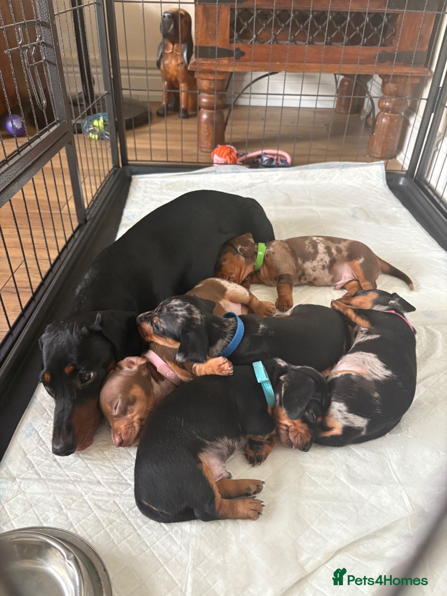 Dachshund dogs Miniature/Half-Miniature Dachshund Puppies  - Advert 19