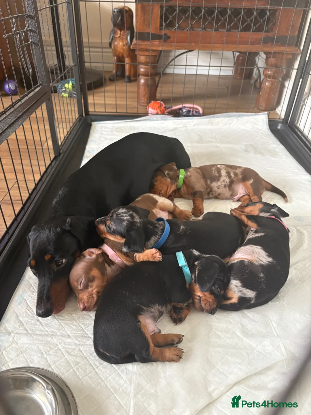 Dachshund dogs for sale: Miniature/Half-Miniature Dachshund Puppies  in Chatham - Advert 11