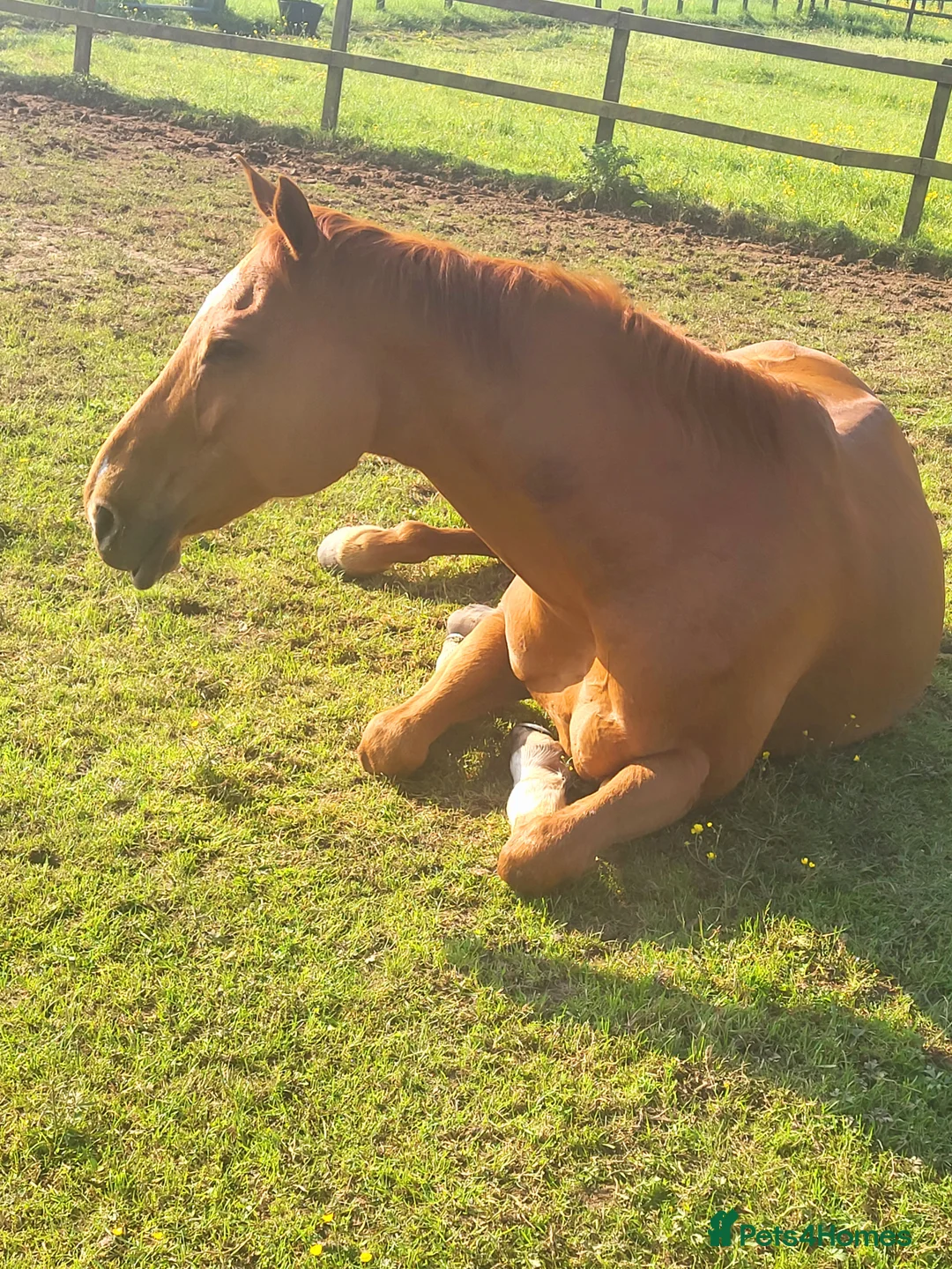 Irish Thoroughbred horses for sale: Happy hacker  in Poulton-le-Fylde - Advert 5