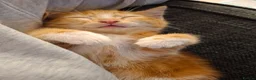 Mixed Breed cats for sale: Kitten - female ginger - Advert 5