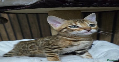 Bengal cats - Advert 1