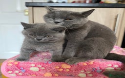 British Shorthair cats for sale: ❤️GCCF CHUNKY BRITISH SHORTHAIR KITTENS❤️ - Image 3
