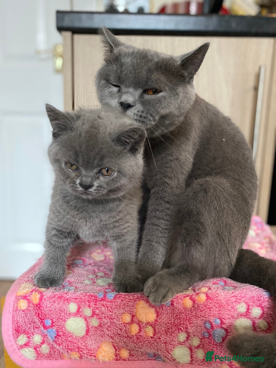 British Shorthair cats for sale: ❤️GCCF CHUNKY BRITISH SHORTHAIR KITTENS❤️ - Image 3