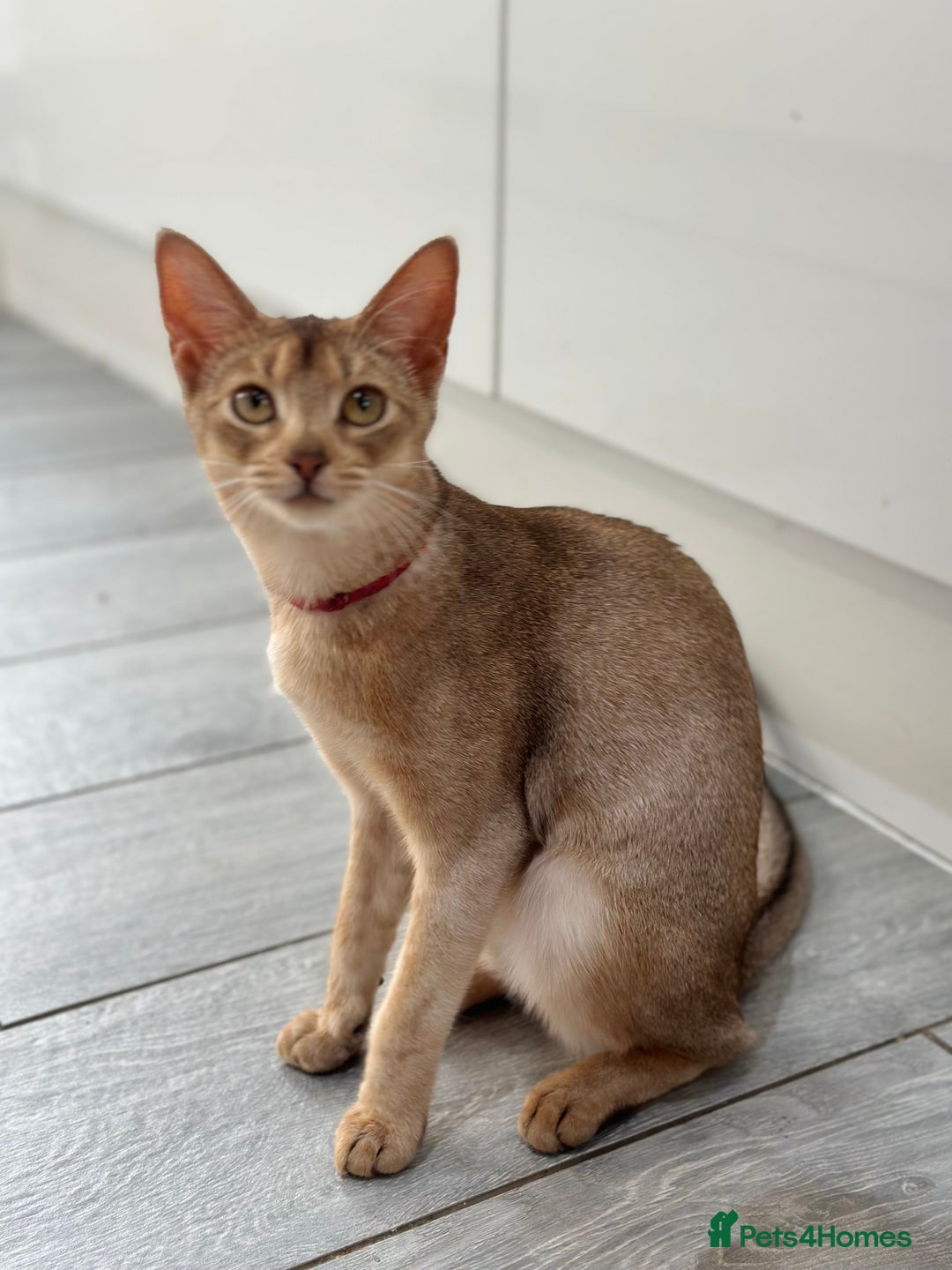 Abyssinian cats for sale: Ready to go! Don’t overlook these fab kittens  - Image 8