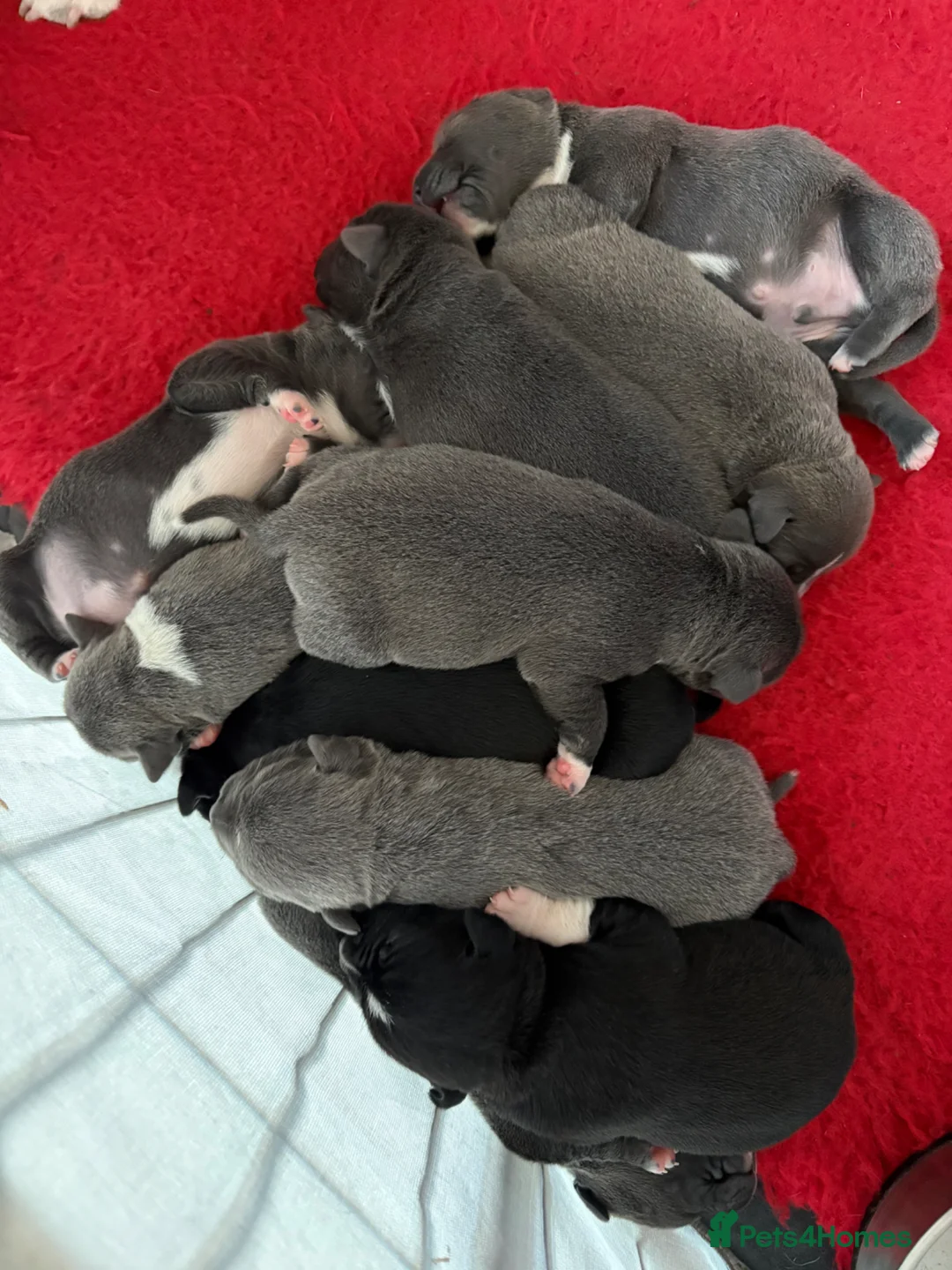 Staffordshire Bull Terrier dogs for sale: 10 stunning staffie pups ❤️ in Burnham-on-Crouch - Advert 13