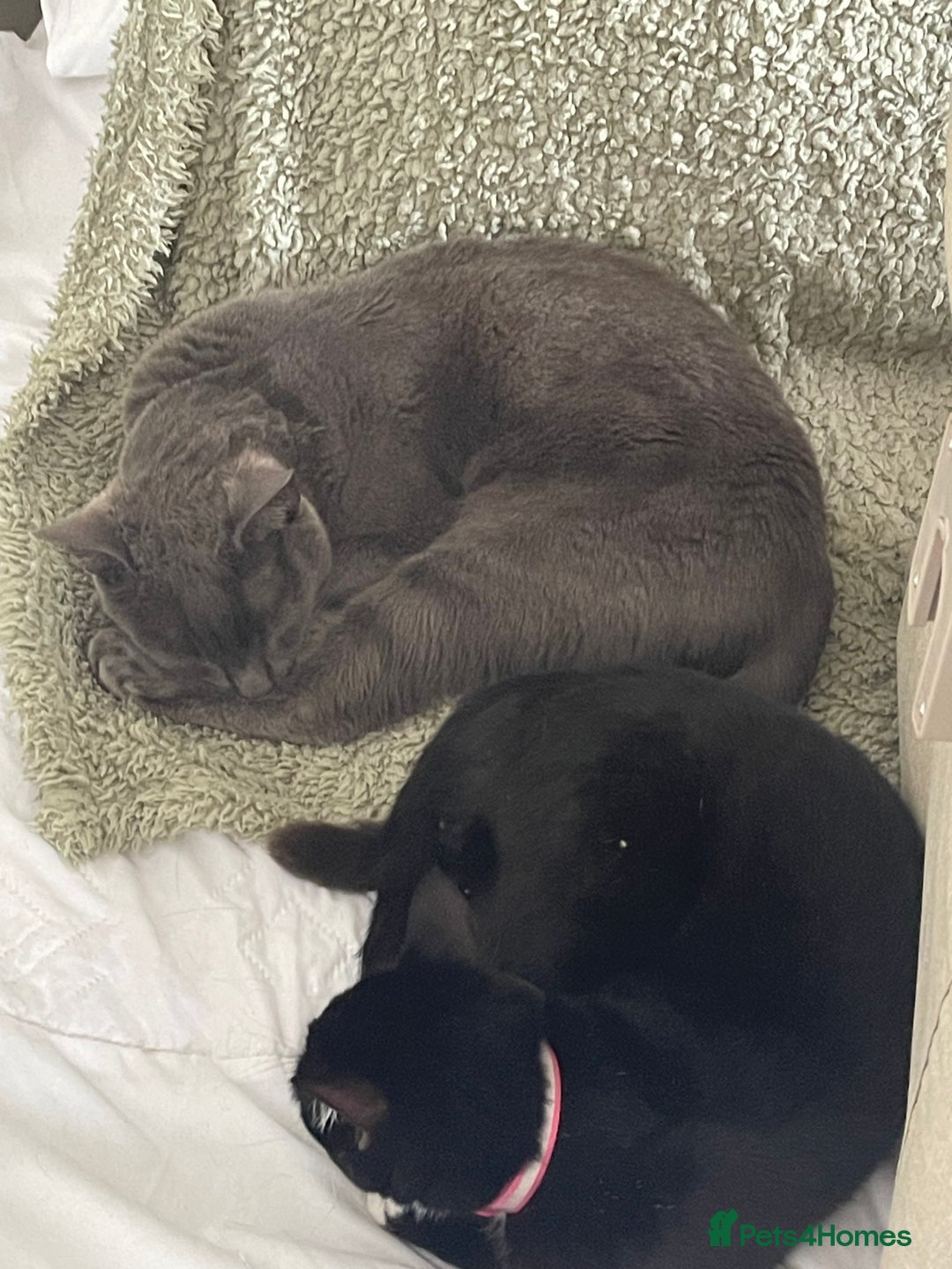 Mixed Breed cats for sale: 2 Beautiful cats for sale 3 years old  - Advert 1