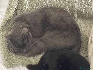 Mixed Breed cats 2 Beautiful cats for sale 3 years old - Advert 12