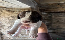 Sprocker dogs for sale: Sprocker spaniel puppies - Image 2