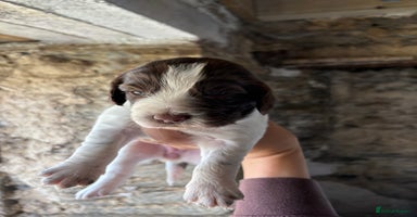 Sprocker dogs - Advert 11
