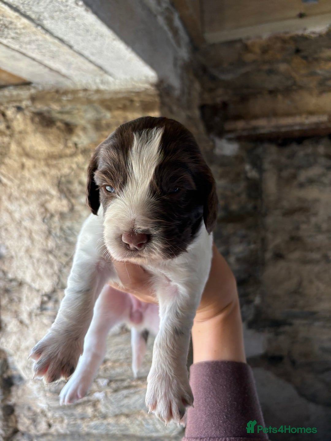 Sprocker dogs for sale: Sprocker spaniel puppies - Image 2