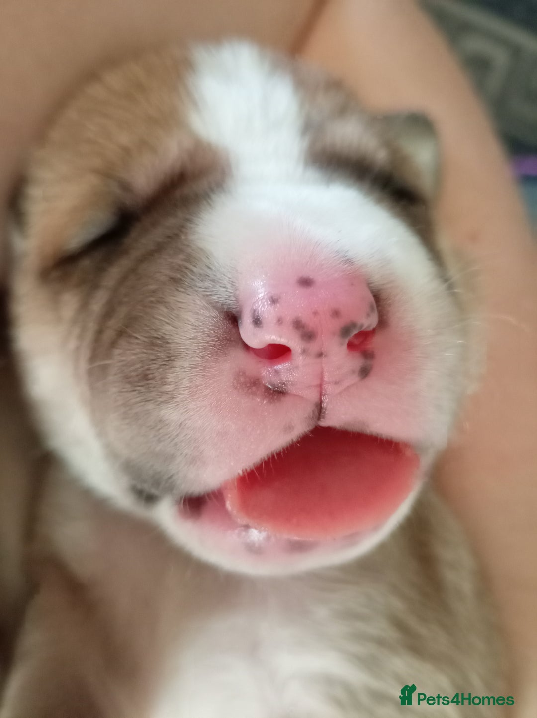 Mixed Breed dogs for sale: Canecorso mixed with American bulldog puppies - Advert 4